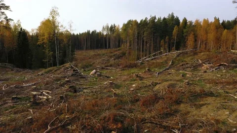 Aerial view low over damaged nature at a deforestation area - rising, 스톡 동영상 164032508