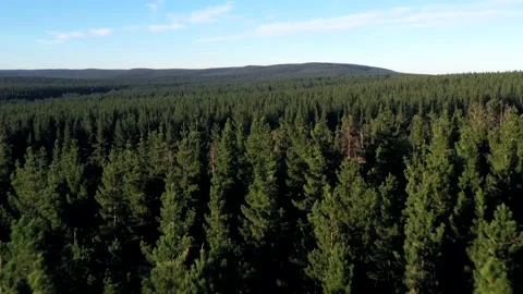 Aerial view low over tree tops reveals field full of logs Stock Footage 172559559