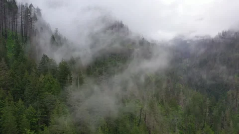 Aerial View of Low Rain Clouds and Beautiful Northern Oregon Forest Stock-Footage 196639408