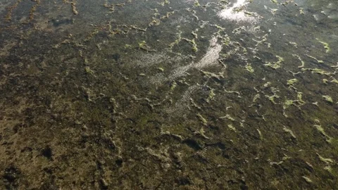 Aerial View of Low tide Beach and Sea with Rocks in Jogja, Indonesia. Stock Footage 244967243