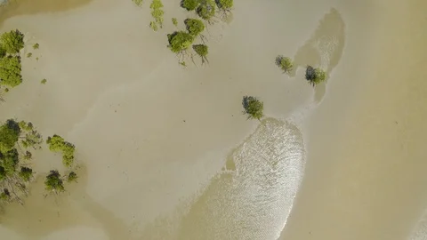 Aerial view on low tide, huge sand ocean bed and mangroves growing, top down  Video stock 115572097