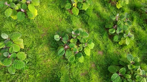 Aerial view of lulo plantation, Rows of Solanum quitoense plants in tropical Stock Footage 315193984