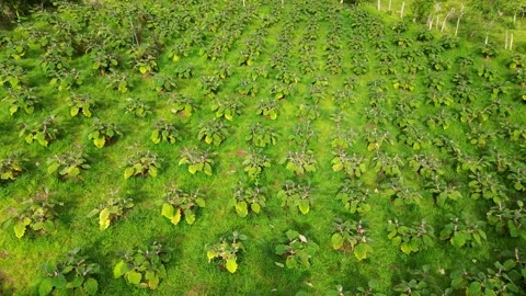 Aerial view of lulo plantation, Rows of lulo plants in tropical farm, Lulo Stock Footage 315193995