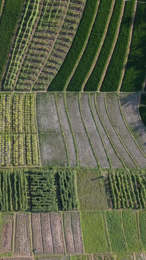 Aerial View of Lush Agricultural Fields and Patterned Crops Stock Footage 345424774