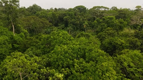 Aerial view of lush Amazon rainforest canopy, depicting intricate green treetops 스톡 동영상 308418818