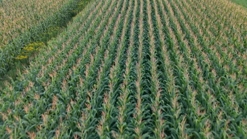 Aerial View of a Lush Cornfield in Rows Stock Footage 291704714