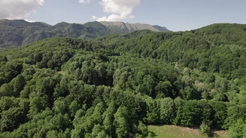 Aerial view of lush deciduous forest at the foot of the Caprpathian Mountains Vídeo Stock 336493339