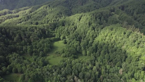Aerial view of lush deciduous forest at the foot of the Caprpathian Mountains Vídeos de archivo 336493358