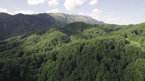 Aerial view of lush deciduous forest at the foot of the Caprpathian Mountains Stockbeeldmateriaal 336493360