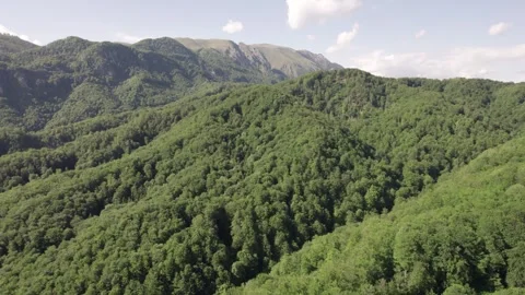 Aerial view of lush deciduous forest at the foot of the Caprpathian Mountains Stock Footage 336493406