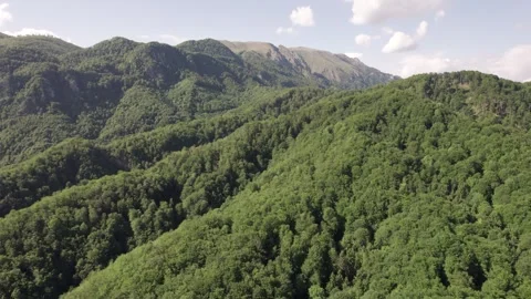 Aerial view of lush deciduous forest at the foot of the Caprpathian Mountains Stock-Footage 336493410
