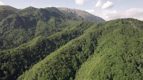 Aerial view of lush deciduous forest at the foot of the Caprpathian Mountains Video stock 336493418