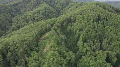 Aerial view of lush deciduous forest at the foot of the Caprpathian Mountains Stock Footage 336493598