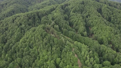 Aerial view of lush deciduous forest at the foot of the Caprpathian Mountains Vídeos de archivo 336493599