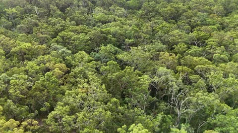 Aerial View of Lush Eucalyptus Forest in Gold Coast 스톡 동영상 310985661