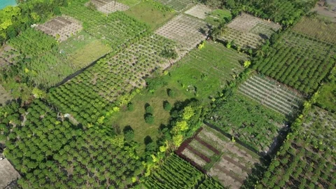 Aerial view of lush fields with palm trees, Maldives. Stock Footage 284853367