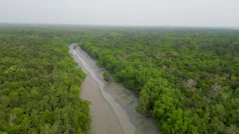 Aerial View of Lush Forest and River Stock Footage 294019972