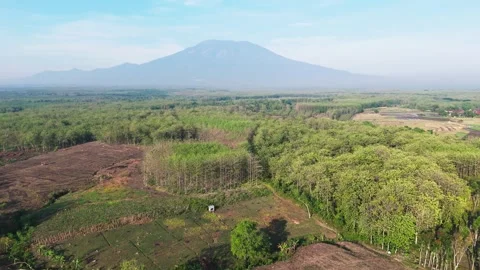 Aerial View of Lush Forest and Mountain Stock Footage 346480370