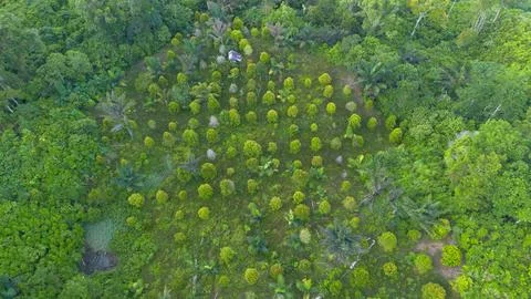 Aerial View of Lush Forest and Plantation 스톡 사진