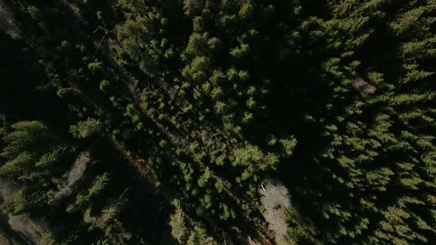 Aerial View of Lush Forest Canopy 스톡 동영상 221360708