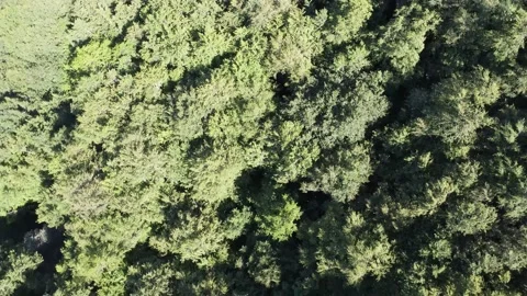 Aerial view of a lush forest captured by a drone. Stock Footage 218610270