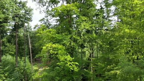 Aerial view of lush forest on mountain in Bavaria, Germany Stock Footage 345546923
