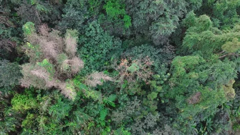 Aerial view of lush forest from a moving cable car Stock Footage 342408708