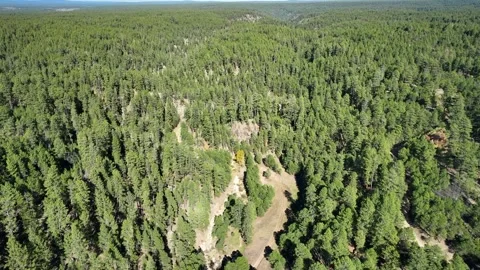 Aerial view of lush forest trees, United States. Stock Footage 324073680