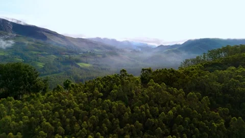 Aerial View of the Lush Forests of Munnar Surrounded by Misty Mountains Stock Footage 341311041