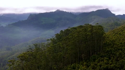 Aerial View of the Lush Forests of Munnar Surrounded by Misty Mountains Stock Footage 341311246