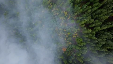 Aerial View of Lush Forests Surrounded by Misty Fog Stock-Footage 319952250
