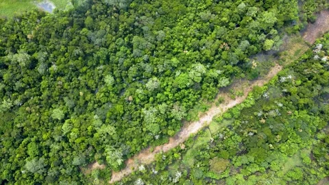 Aerial view of lush green Amazon rainforest in Leticia Stock Footage 330925698