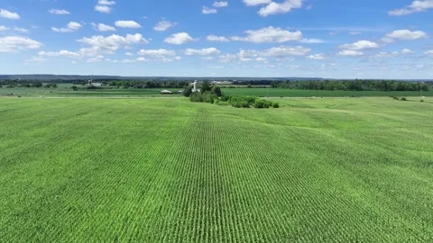 Aerial View of Lush Green Corn Fields and Rural Farmland on a Sunny Summer Day Stock Footage 337075514