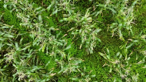 Aerial view of a lush green cornfield in Sukabumi, Indonesia. Stock Footage 345068598