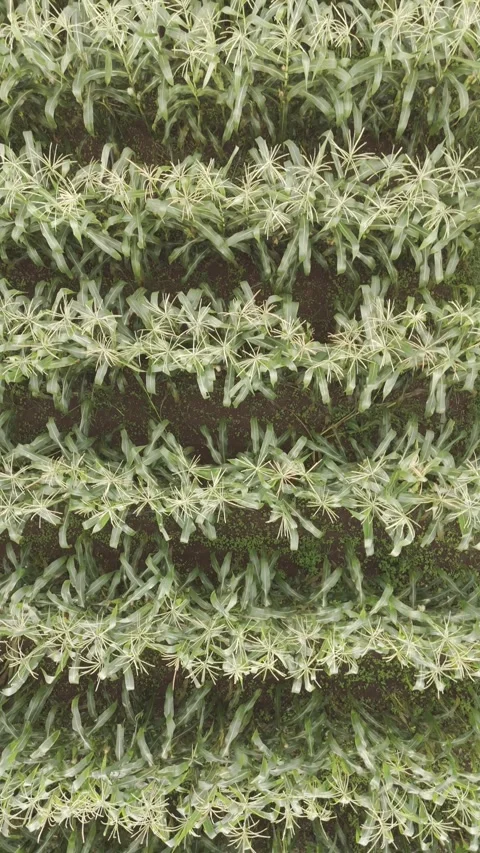 Aerial view of lush green cornfields in Indonesia Vídeos de archivo 297014590