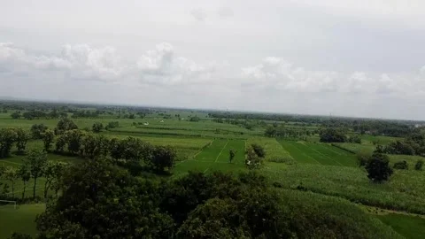 Aerial view of lush green fields and trees - Mojokerto, Indonesia Stock-Footage 279653840