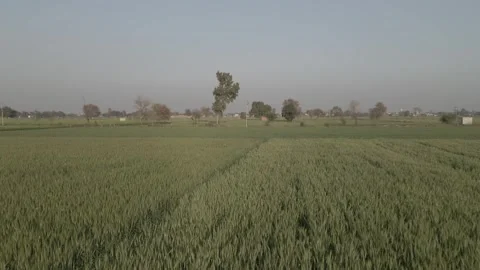 Aerial view of lush green fields under a clear sky Stockbeeldmateriaal 316301497