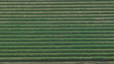 Aerial view of lush green fields in Sanxing Township, Yilan County, Taiwan Stock Footage 340368547