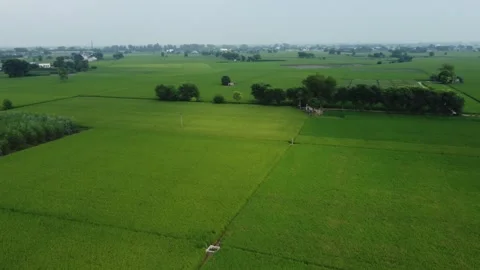 Aerial View of Lush Green Fields in Rural Area with Trees and Distant Villa.. Stock Footage 345732664
