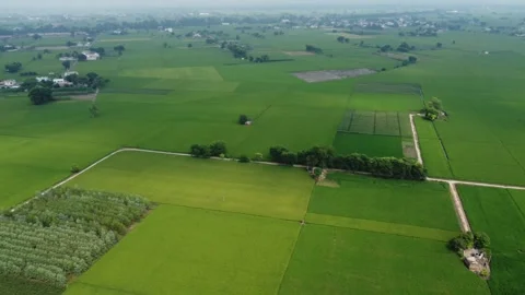 Aerial View of Lush Green Fields in Rural Punjab, India, with Clear Skies a.. Stock Footage 345732702