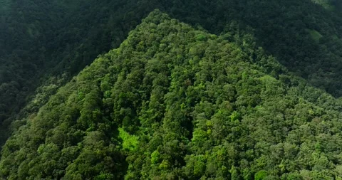 Aerial view of a lush green forest with dense trees and vegetation Stock Footage 275822251