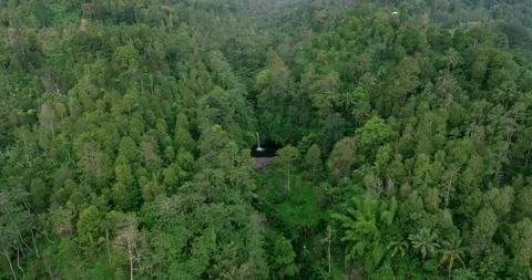 Aerial view of a lush green forest with dense trees and vegetation Stock Footage 276451224