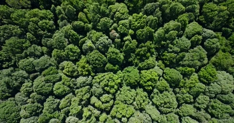 Aerial view of a lush green forest with dense trees and vegetation Stock Footage 276451303