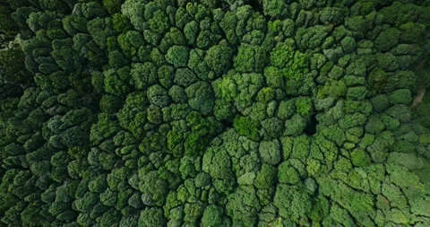 Aerial view of a lush green forest with dense trees and vegetation Stock Footage 276451408