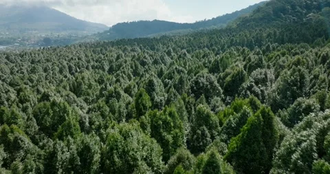 Aerial view of a lush green forest with dense trees and vegetation Stock Footage 276479232