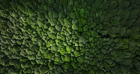 Aerial view of a lush green forest with dense trees and vegetation Stock Footage 276479312