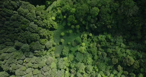 Aerial view of a lush green forest with dense trees and vegetation Stockbeeldmateriaal 276517162