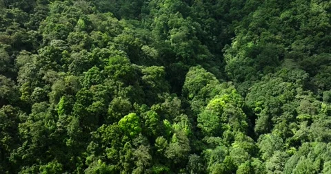 Aerial view of a lush green forest with dense trees and vegetation Stock Footage 276517187
