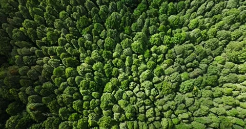 Aerial view of a lush green forest with dense trees and vegetation Stock Footage 276517253