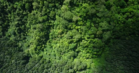 Aerial view of a lush green forest with dense trees and vegetation Stock Footage 276597595